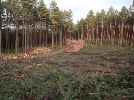 Prowadzenie gospodarki leśnej