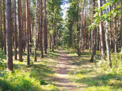 Jesteś osobą prywatną lub firmą i posiadasz las? Poznaj obowiązki i korzyści z tego wynikające.